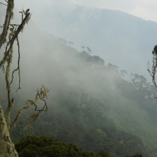 PHILIPPIA FOREST IN THE MIST
